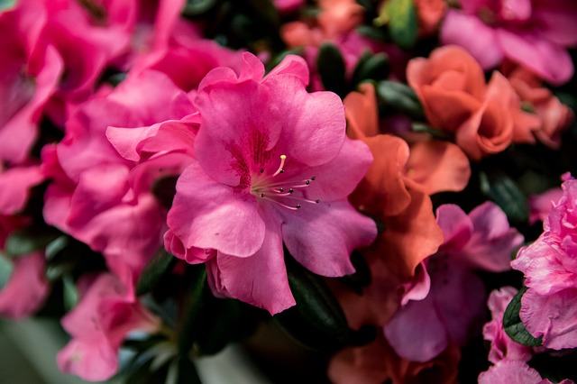 azalea-plantas de interior con flores todo el año