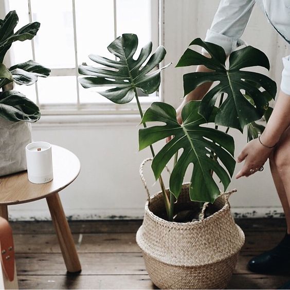 Plantas para espacios con poca luz: monstera