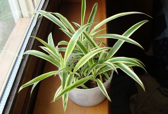 Plantas de interior que necesitan poca luz: malamadre