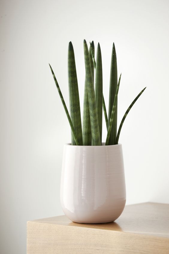 Plantas para espacios con poca luz: sansevieria