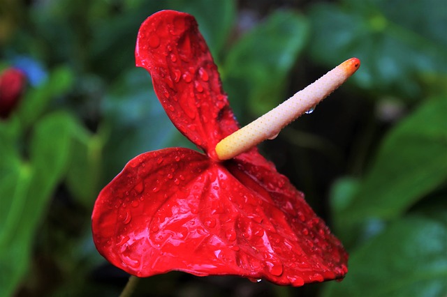 floracion anturio
