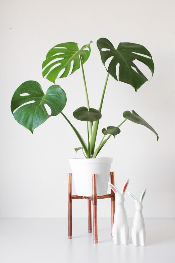 Plantas de interior duraderas: monstera