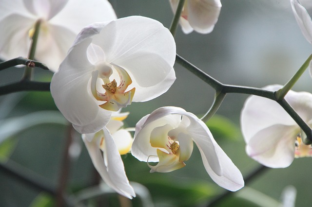 Floración Orquídea