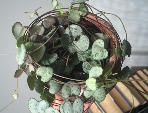 Imagen Ceropegia Woodii