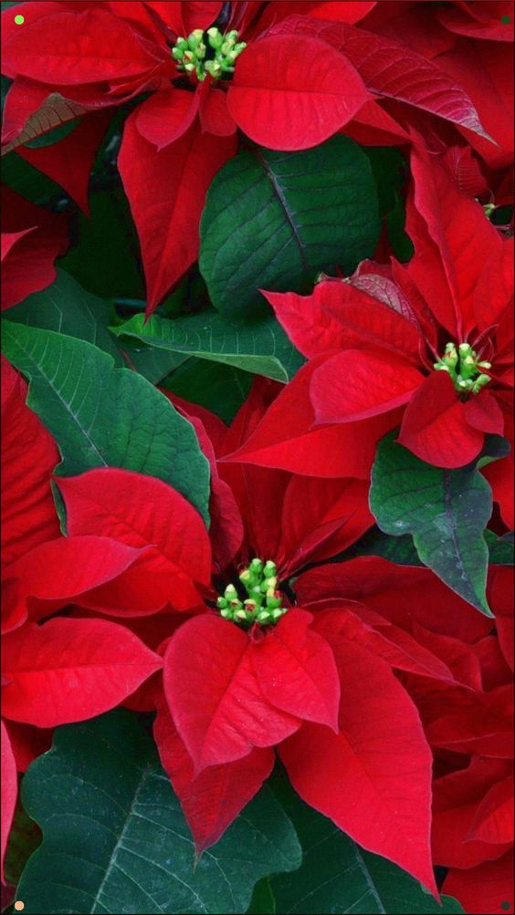 Cuidados Poinsettia